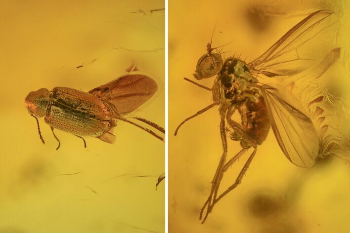 Fossil Beetle (Coleoptera) & Dance Fly (Empididae) in Baltic Amber #234547